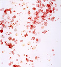 Mia Pearlman, "The Galaxies in My Veins Still Waltzing"