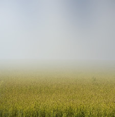 Lepshire, Horizon Fields VI