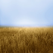 LepShire, Horizon Fields V