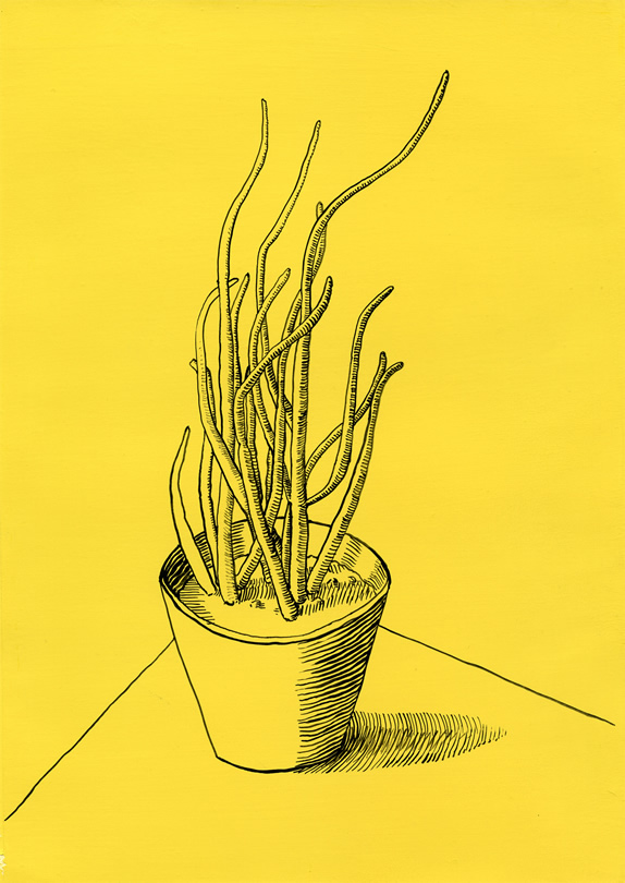 Jen Mazza, Euphorbia